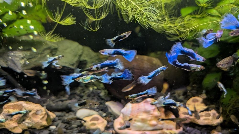 Gupik Neon Blue turkusowy gupiki (cena za sztukę przy zakupie 10 sztuk