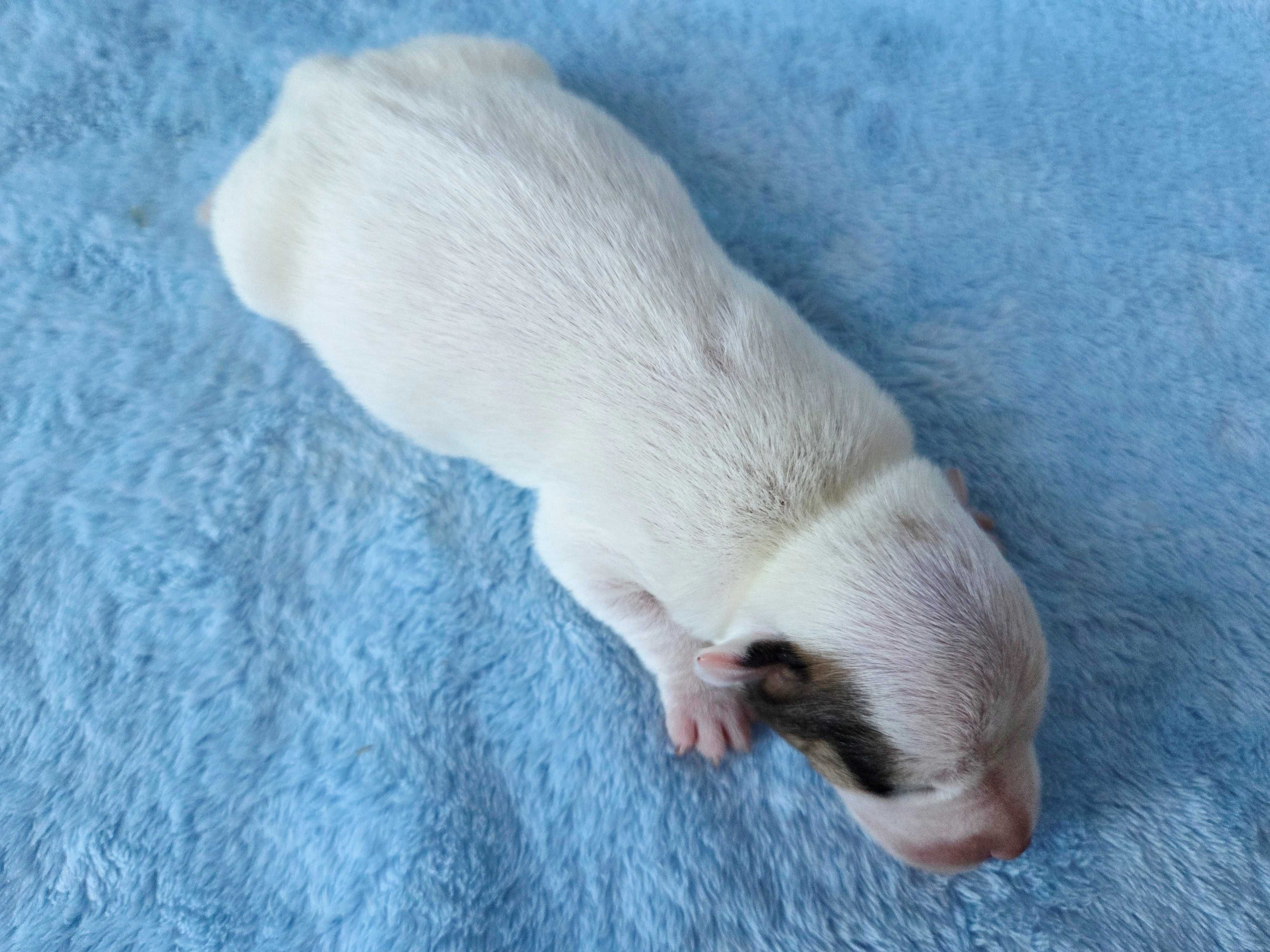 Jack Russell Terrier piesek gładkowłosy 4