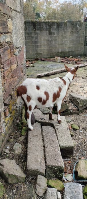 Vendo casal de cabritos