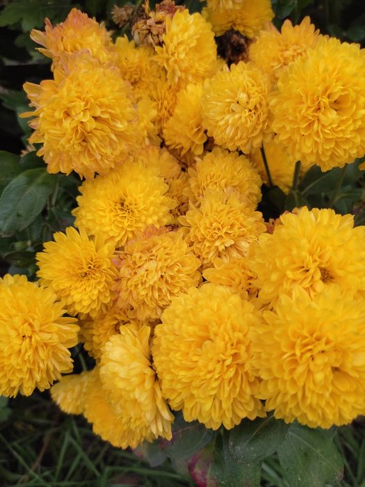 Мультифлора осіння