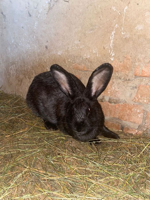 Кролиць  Полтавське Срібло