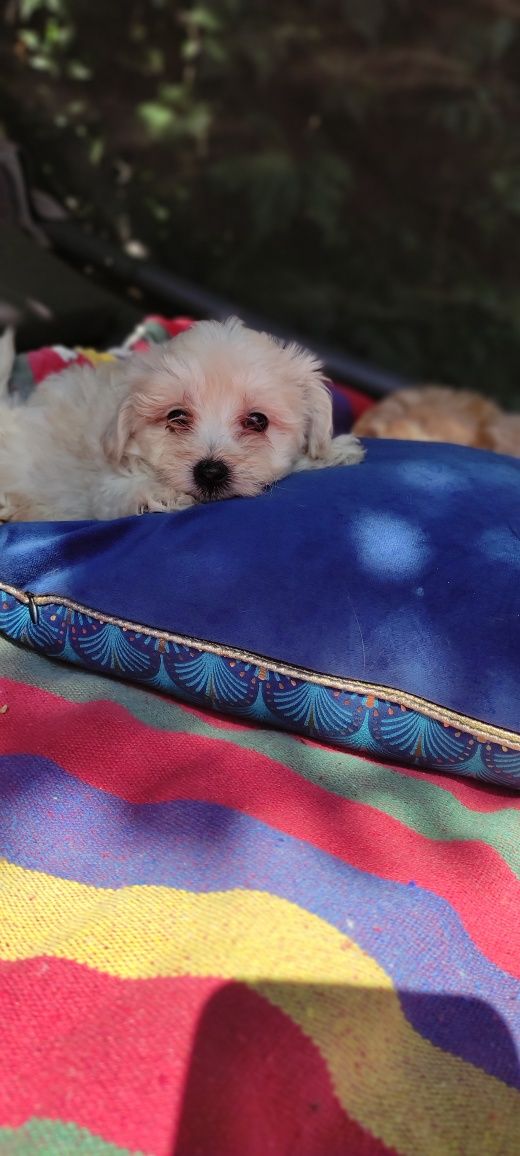 Maltipoo mini chłopiec Warszawa maltańczyk pudel