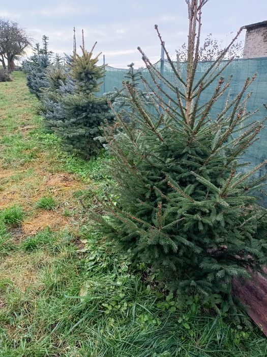 Świerk srebrny, zielony, choinka