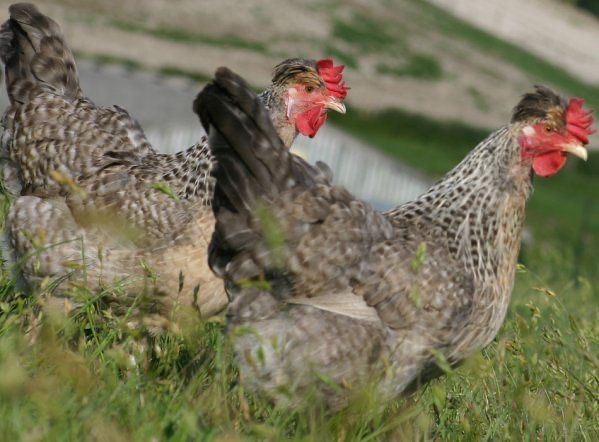 Продам 1-2 річні домашні кури - несучки