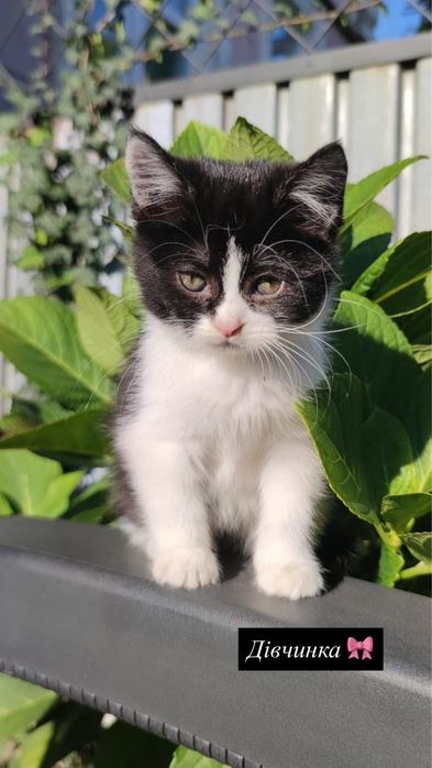Кошенята, 1,5 місяця, викинуті просто на вулицю(