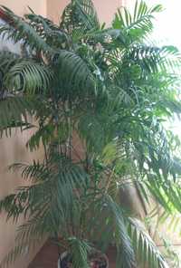 Хамедорея / Неанта / пальма \ кімнатна рослина \ комнатное растение