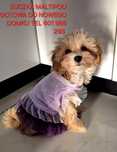 Maltipoo suczka gotowa do nowego domku.