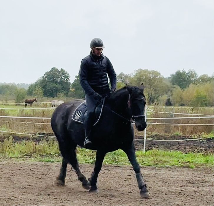 Wałach 5 lat, fryz x ślązak