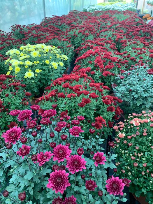 Chryzantemy drobnokwiatowe