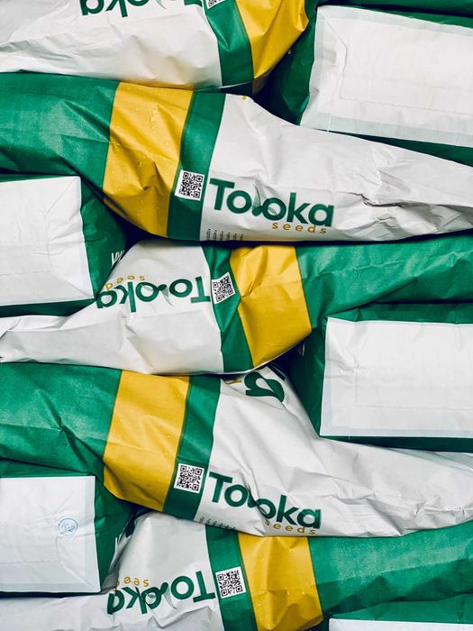 насіння кукурудзи