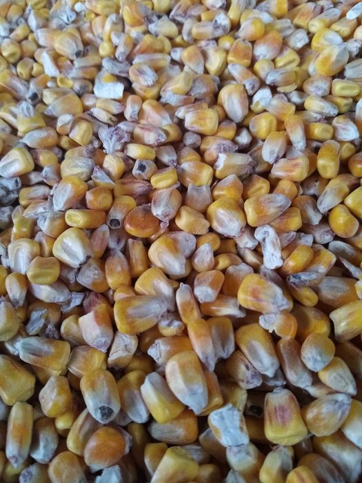 Kukurydza sucha ziarno zbiór 2025