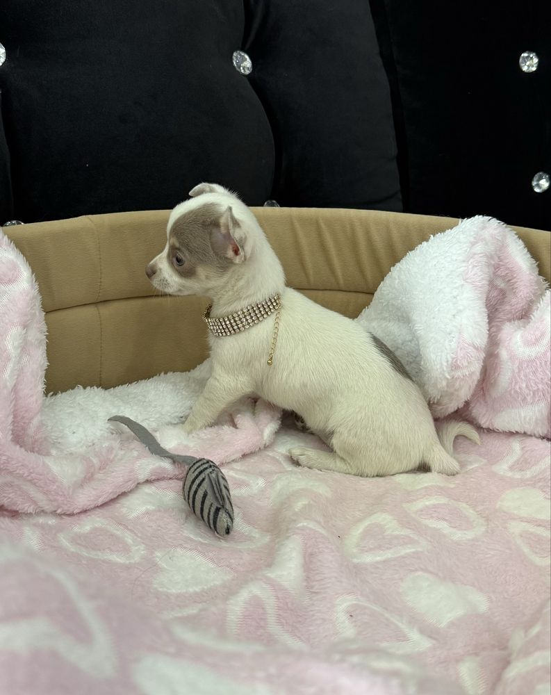 Chihuahua mini sunia Liliowa