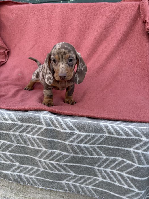 Teckel macho miniatura