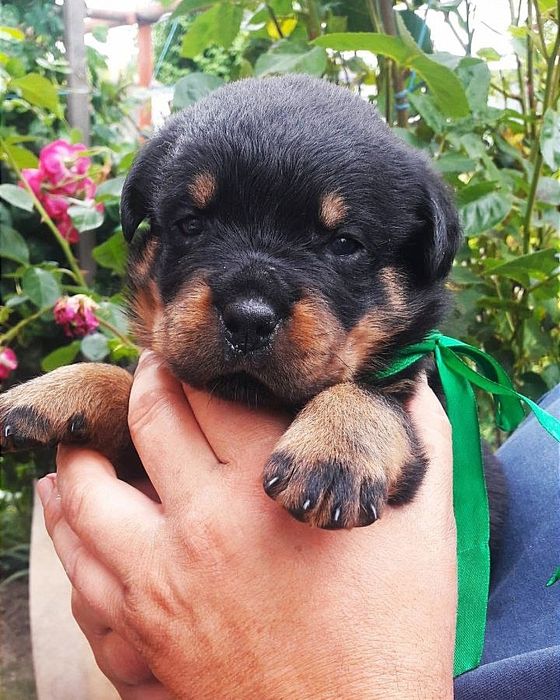 Вільні 2 хлопчики