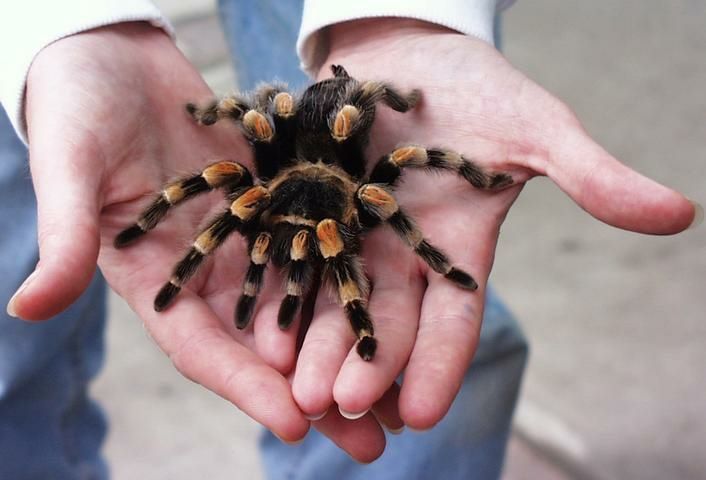 Паук Brachypelma smithi  большая самка