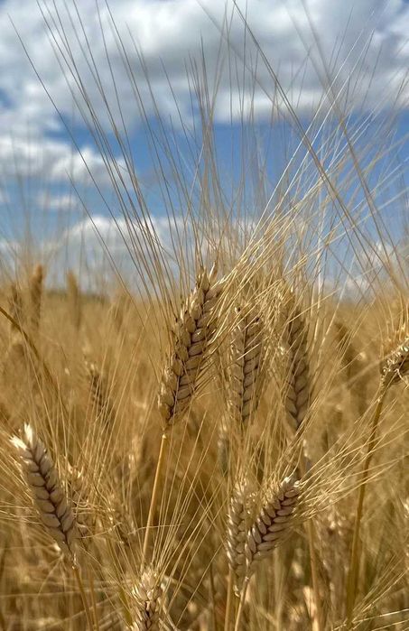 Продам посівну озиму тверду пшеницю
