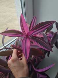 Trzykrotka pallida pink stripes tradescantia variegata filodendron