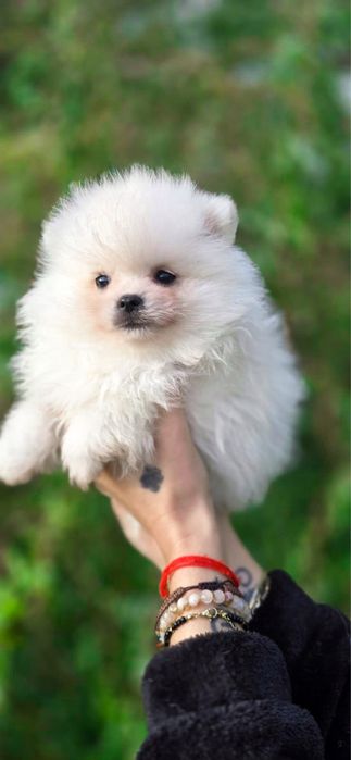 XXS sunia Szpic miniaturowy pomeranian po szkoleniu behawioralnym FC
