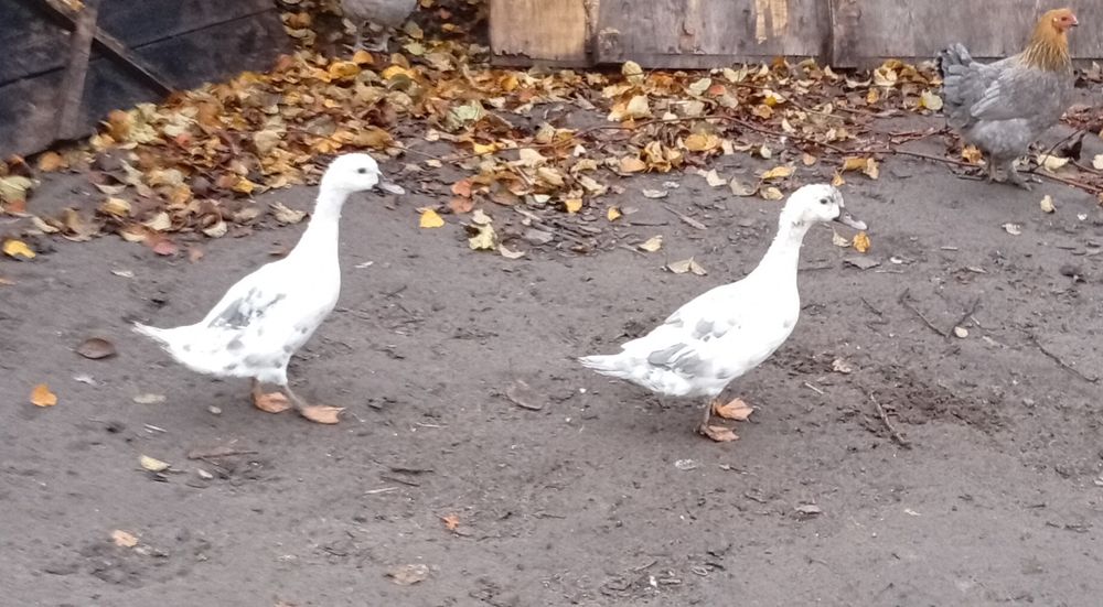 Kaczki zjadające ślimaki