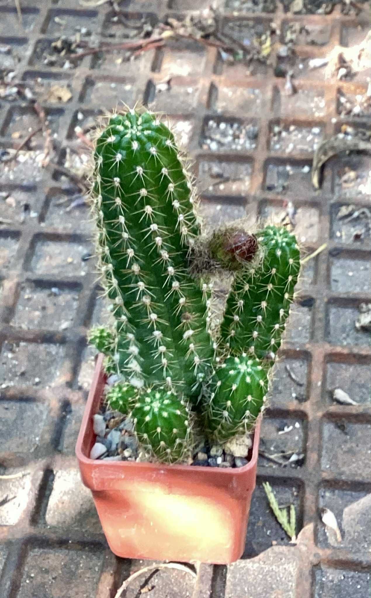 Chamaecereus / Lobivia hybryda NN06 kaktusy, sukulenty