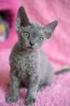 Niebieska kotka Balbinka Devon Rex