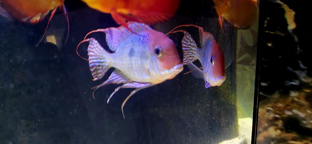 Red Head Tapajos ziemiojad