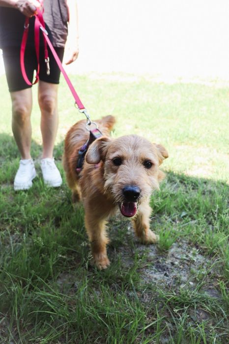 Lola szorstkowłosyla 4 letnia