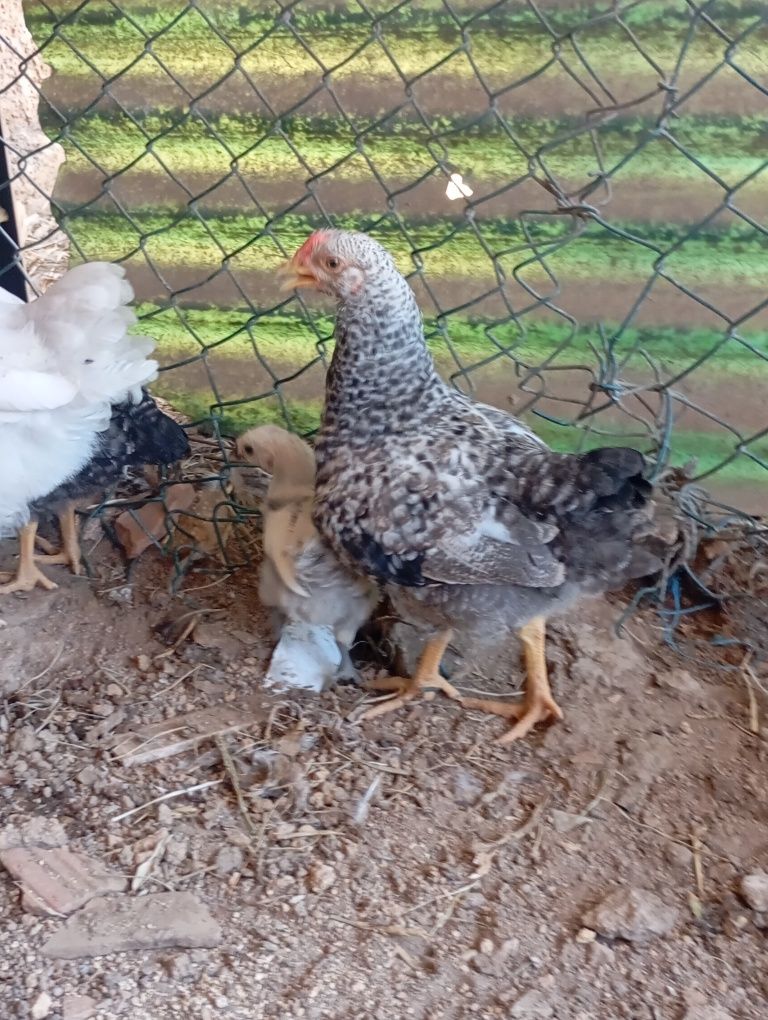 Galos de dois meses