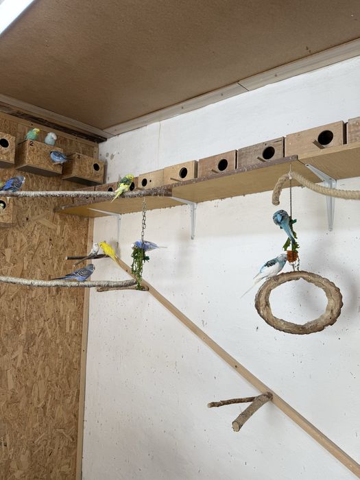 Papugi faliste na sprzedaz 30zl za sztuke