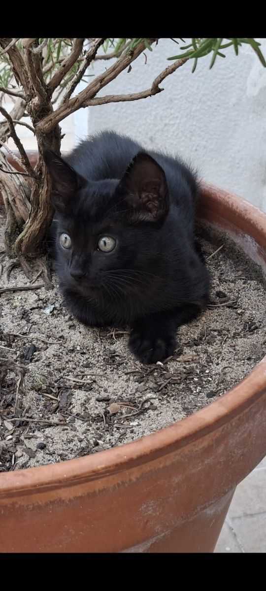 Dou gatinho 2 meses