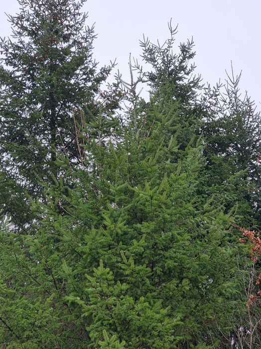 Choinka Duże Świerk, Daglezja..Galezie na stroiki