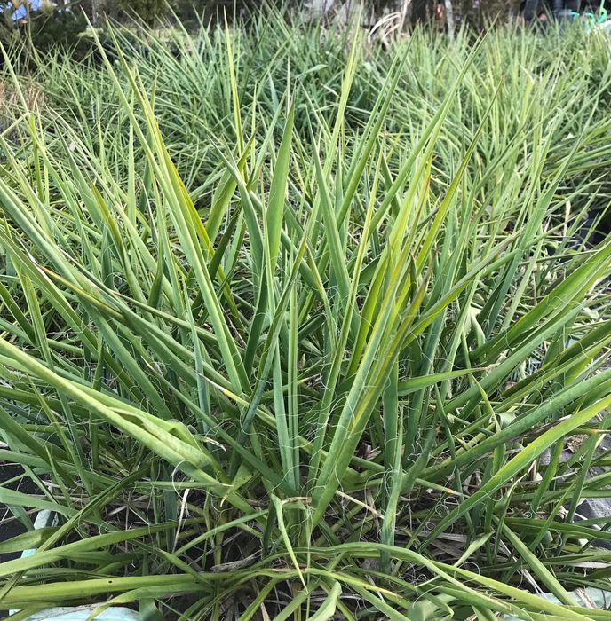 Juka ogrodowa.  Do zamówienia powyżej 10sztuk 2sztuki gratis !