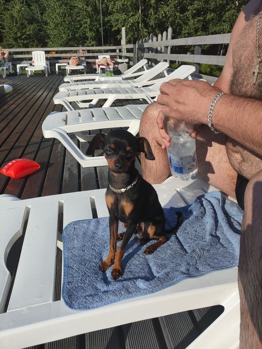 Шукаємо чисто кровнго міні той терераа девочку для вязкі