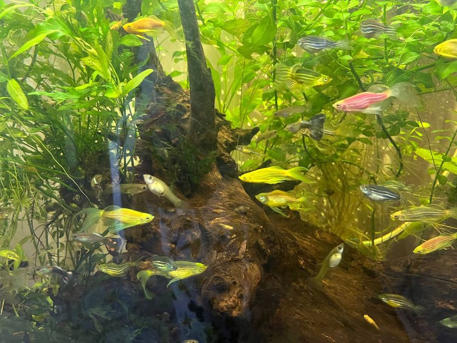 Аквариум 100 литров в хорошем состоянии с налаженной биосистемой