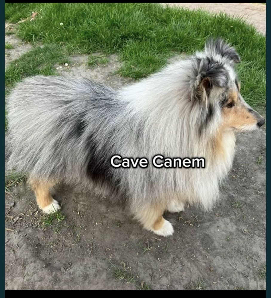 Owczarek szetlandzki sheltie tricolor OKAZJA z powodu wyjazdu