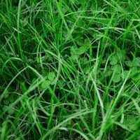 Mieszanka traw koniczyna,tymotka,życica,kostrzewa nasiona paszowe