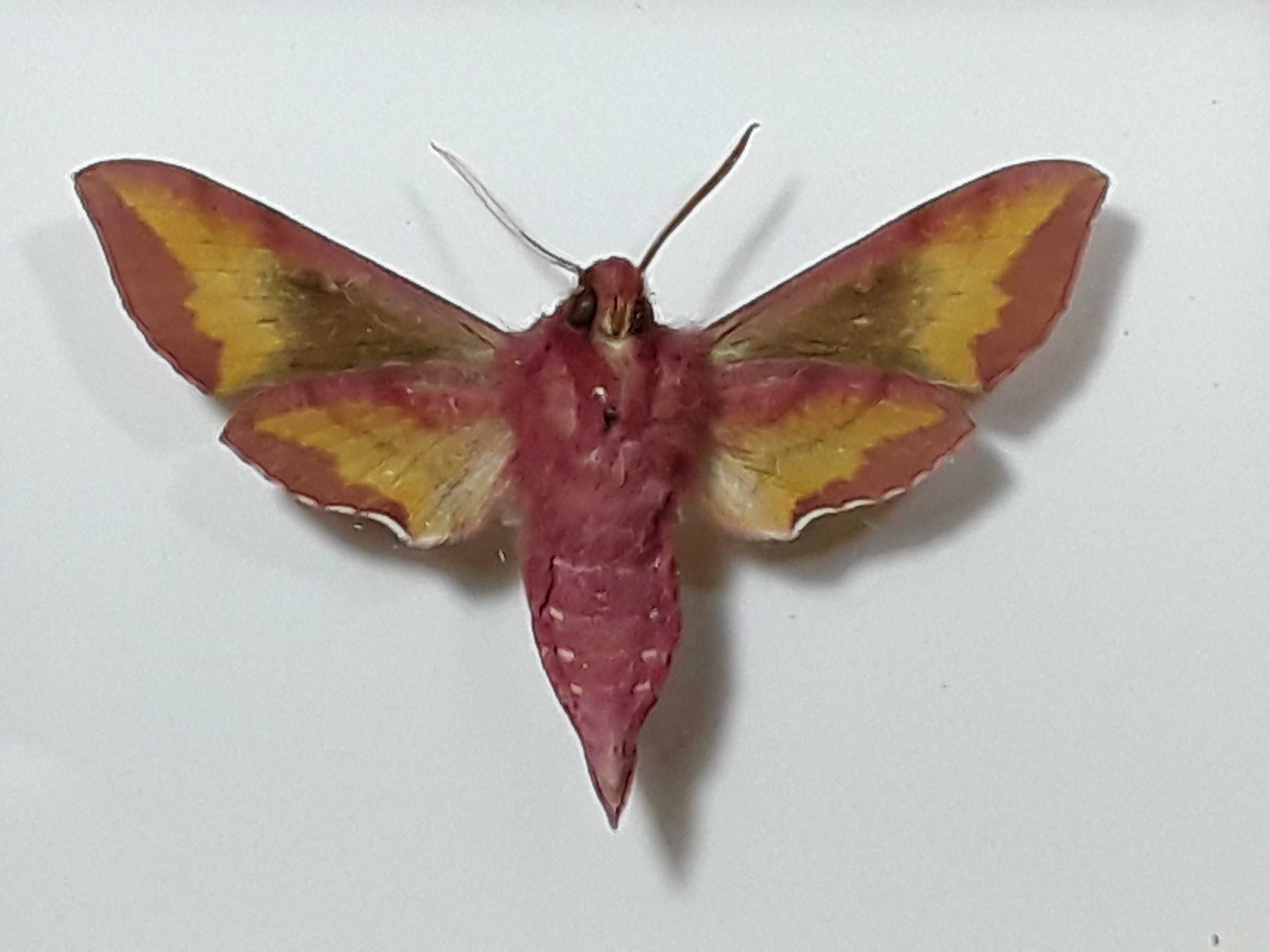 Motyl w ramce 10x8 cm . Zmrocznik pazik - Różowa ćma polska 45 mm