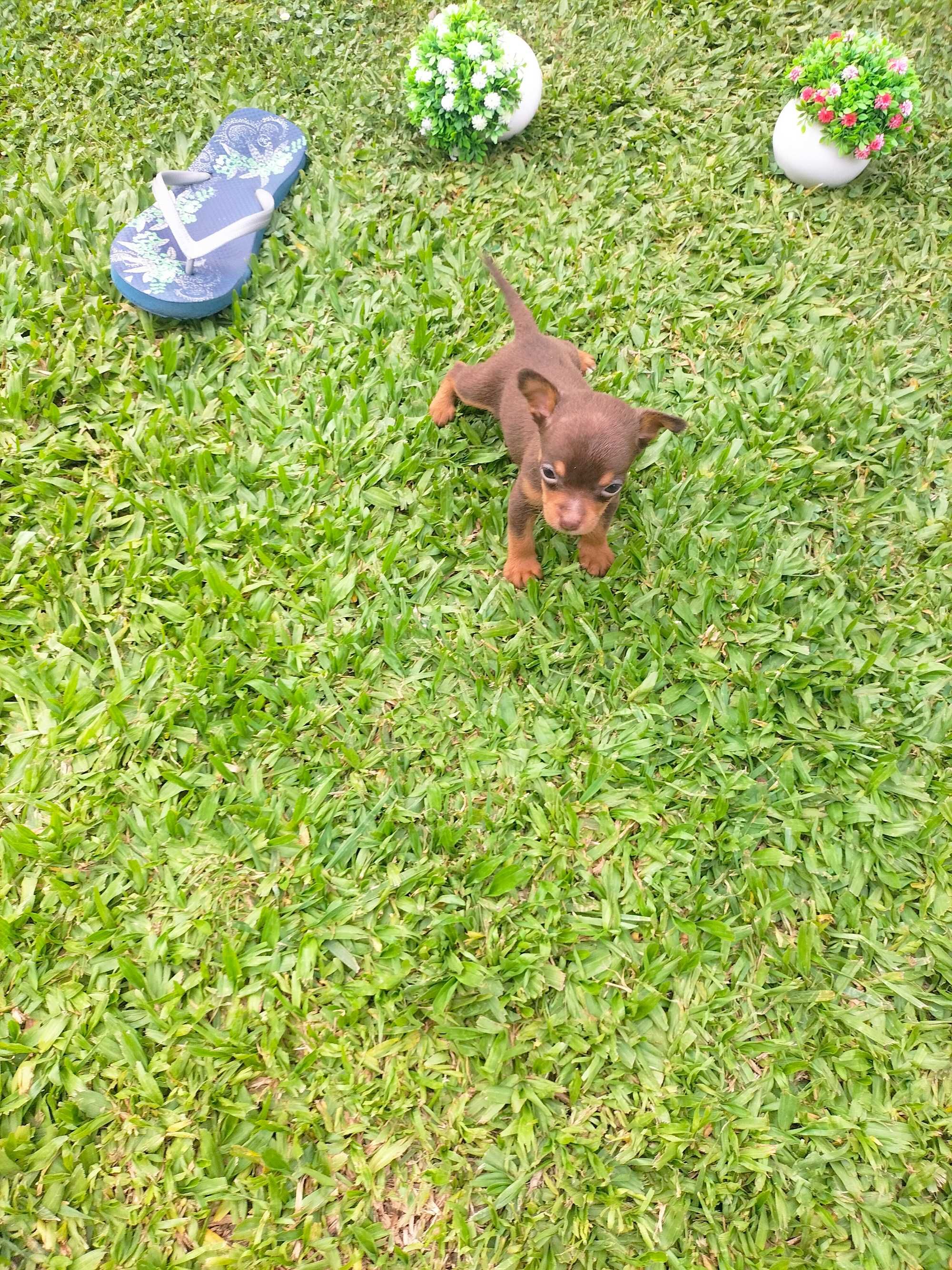 Pinscher chocolate super mini