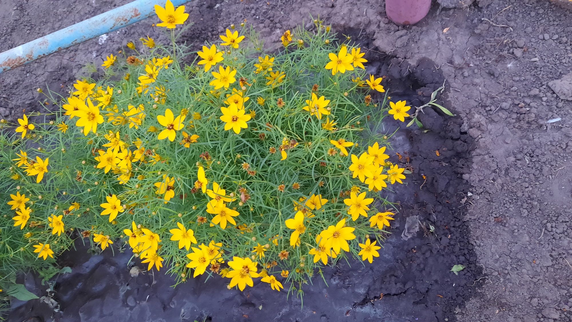 Жовта садова квітка