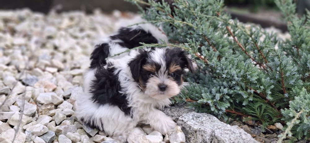 Piesek York biewer miniaturowy z metryką