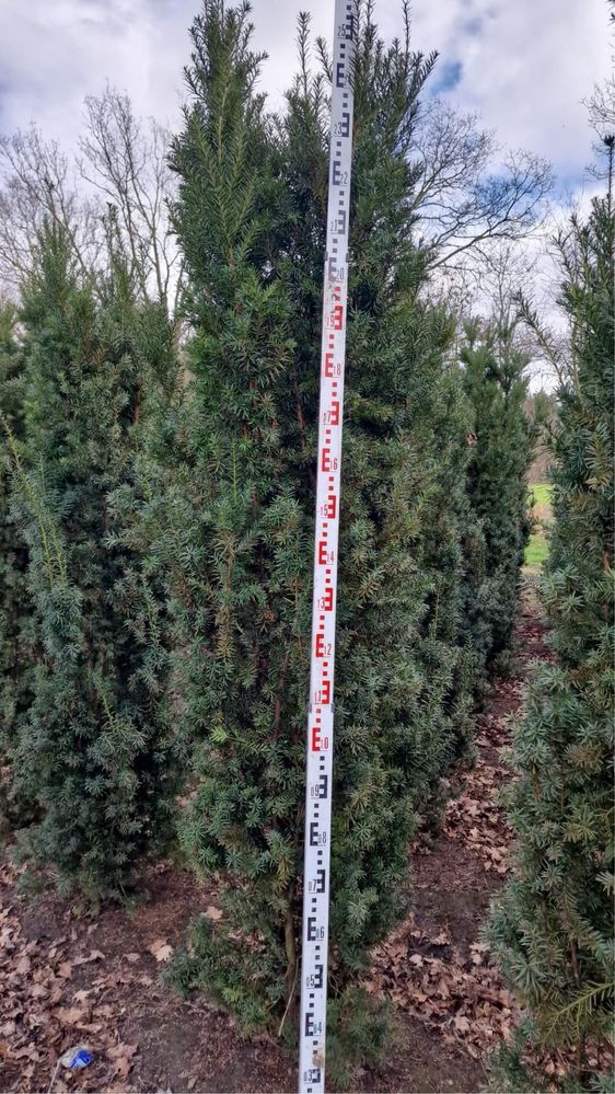 Cis  hikisi 220-240cm . Hilli Szmaragd laurowiśnia sosna cis jałowiec