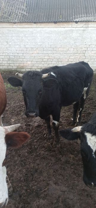 Продам тёлок живым весом на корову