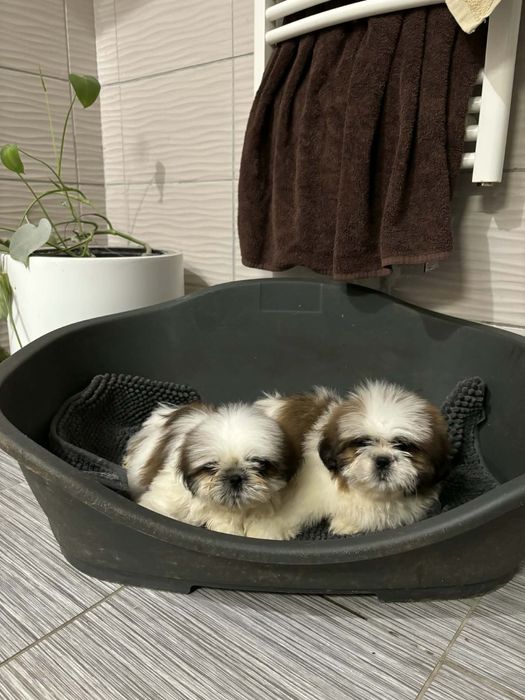 Shih tzu z rodowodem