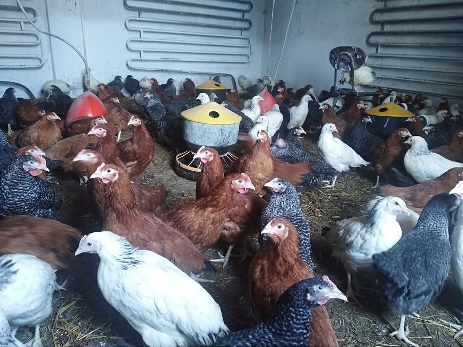 Kurczaki odchowane młode kury nioski kaczki gęsi