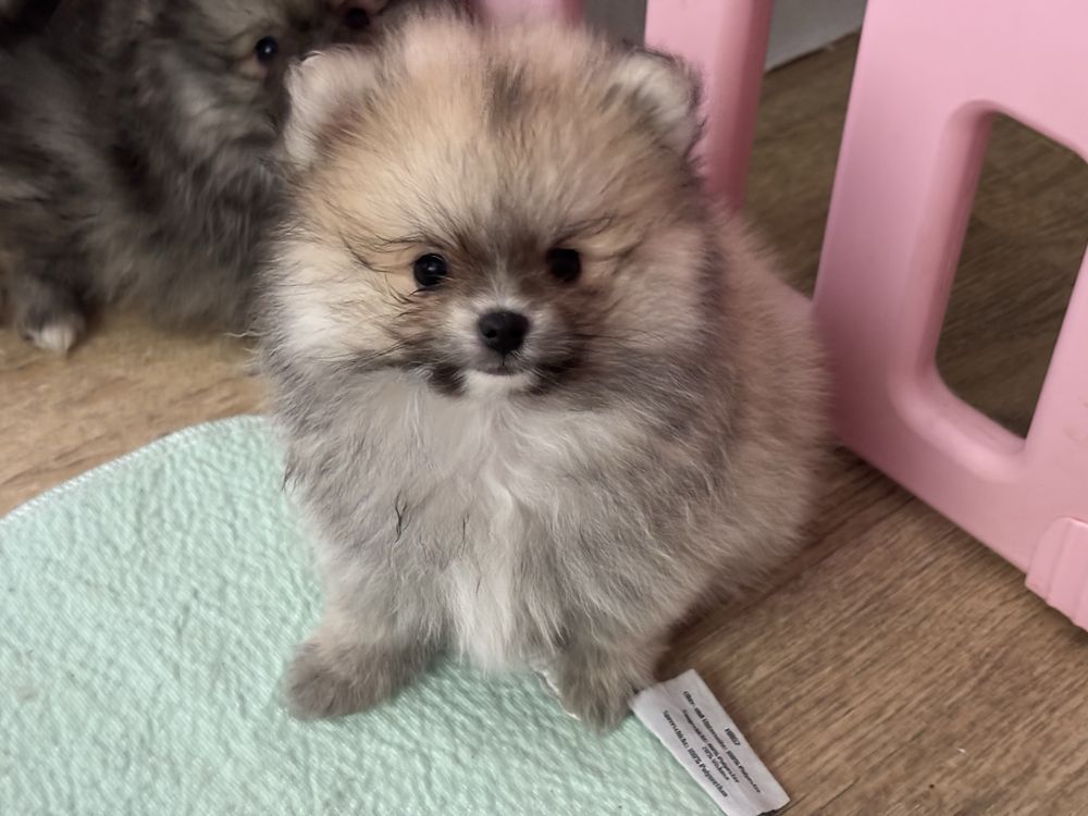 Szpic miniaturowy , pomeranian ,piesek Mini zarezerwowany