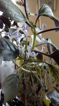 Szczepki kwiatka plectranthus verticillatus