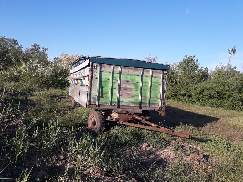 Продам пасіку з пчолами.