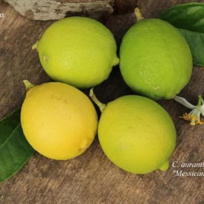 Лайм "Мексиканский" без шипов ("Messicana" senza spine) комнатный