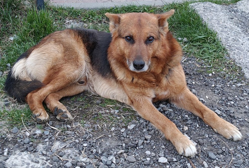 Шукаю родину для собаки