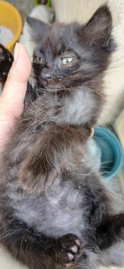 URGENTE: Gatinha bebés procuram lar